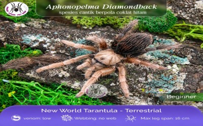 Aphonopelma Sp Diamond Back Tarantula